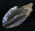 Large Triceratops Tooth Crown - #11378-1
